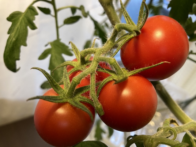 室内水耕栽培でトマトを育てる時の受粉方法 おうちで水耕栽培